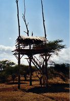Ndarakwai Camp/Baumhaus