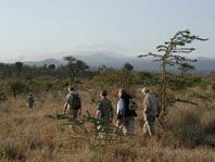 Walkingsafari/Foto:P.Jones